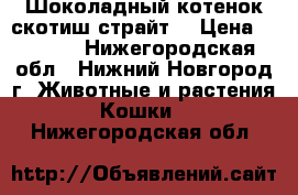 Шоколадный котенок скотиш страйт. › Цена ­ 3 500 - Нижегородская обл., Нижний Новгород г. Животные и растения » Кошки   . Нижегородская обл.